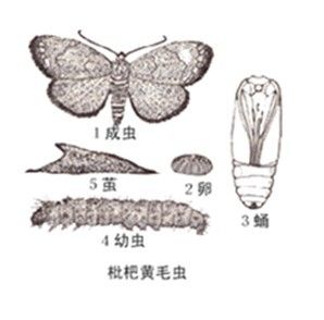 枇杷黃毛蟲