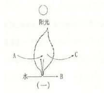 葉面積指數