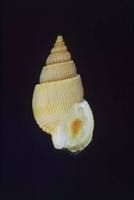 平瀨織紋螺