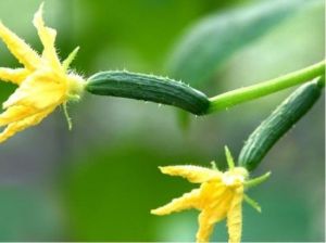 北京東莊亞亞種植園