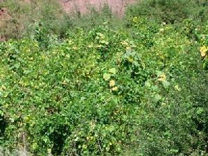 村民種植的芸豆