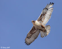 王鵟 Buteo regalis