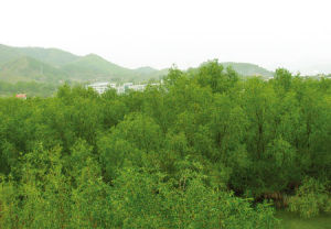 惠州市惠東紅樹林市級自然保護區