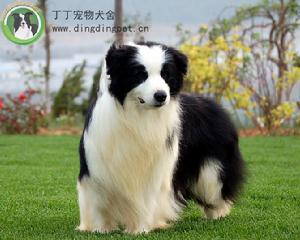 大連丁丁寵物犬舍種犬圖片