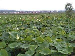 黃泥塘自然村蓮藕種植業