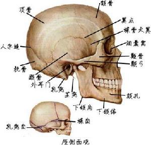 人字縫