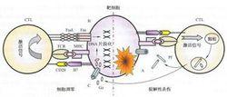 CTL的殺傷機制