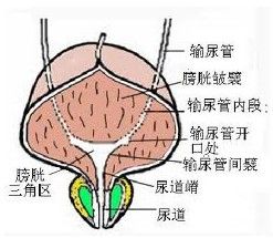 膀胱三角區