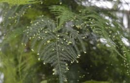 文竹[植物物種]