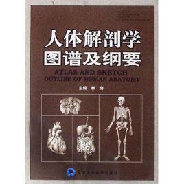 人體解剖學圖譜及綱要