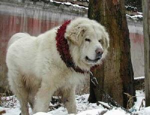 藏獒—世上最兇悍東方神犬