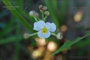 trifolia(中文名:野慈姑)