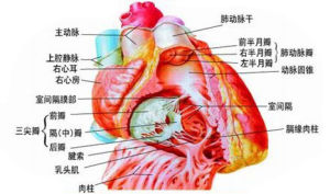 心臟解剖圖