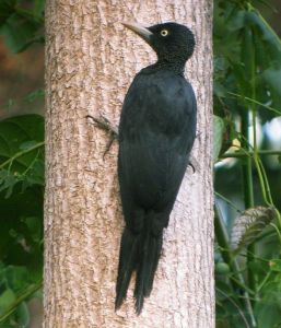 烏啄木鳥