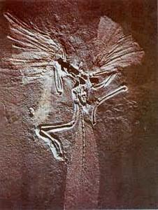 鳥綱（化石）