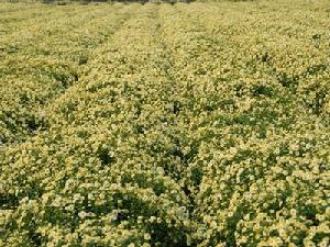 顏井橋村所種植的杭白菊