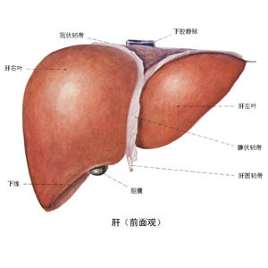 急性膽囊炎