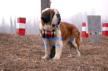 St. Bernard (dog)