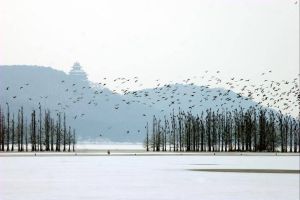 東湖落雁景區