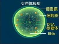 支原質體