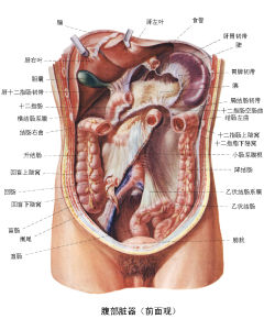 腹部損傷