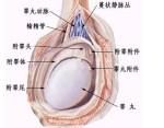 睪丸性不育