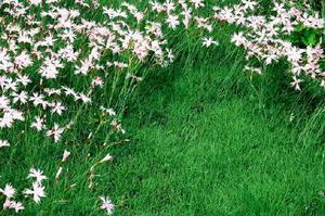 Dianthus chinensis