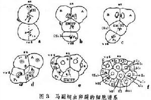 細胞譜系