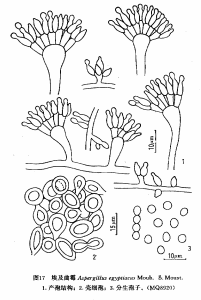 埃及麴黴