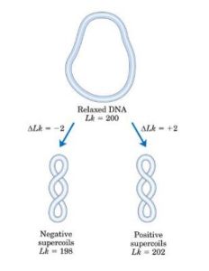 DNA超螺旋