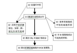 循環免疫複合物測定