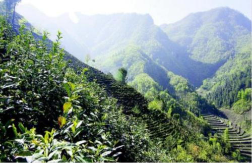 鎮安象園茶產地環境