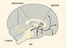 多巴胺對我們幹了些什麼