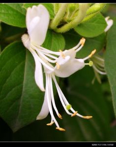 石榴銀花湯