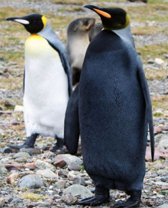 Emperor penguin