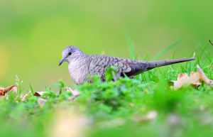 印加地鳩