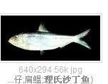 理氏沙丁魚