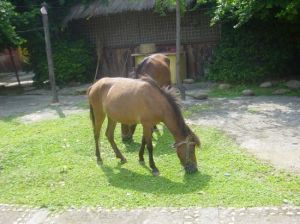 江美德保矮馬風情園