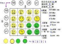 基因的自由組合定律