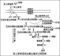 激素作用機制