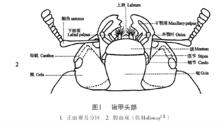 鍬甲蟲