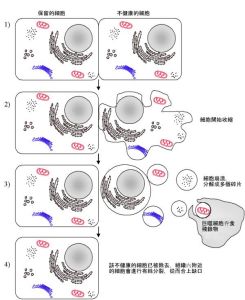 細胞凋亡過程