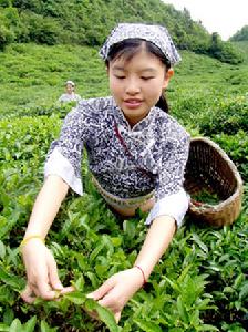 大瑤山甜茶