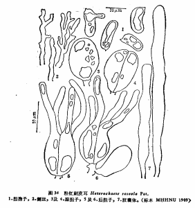 粉紅刺皮耳