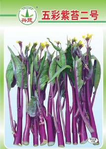 五彩紫薹二號 五彩紫薹二號