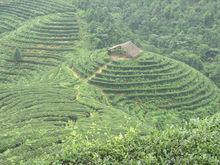 東印茶山風景區