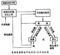 性激素