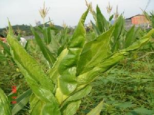 植物病毒