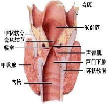 喉乳頭狀瘤