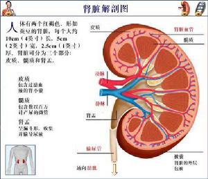 亨諾•許蘭綜合徵